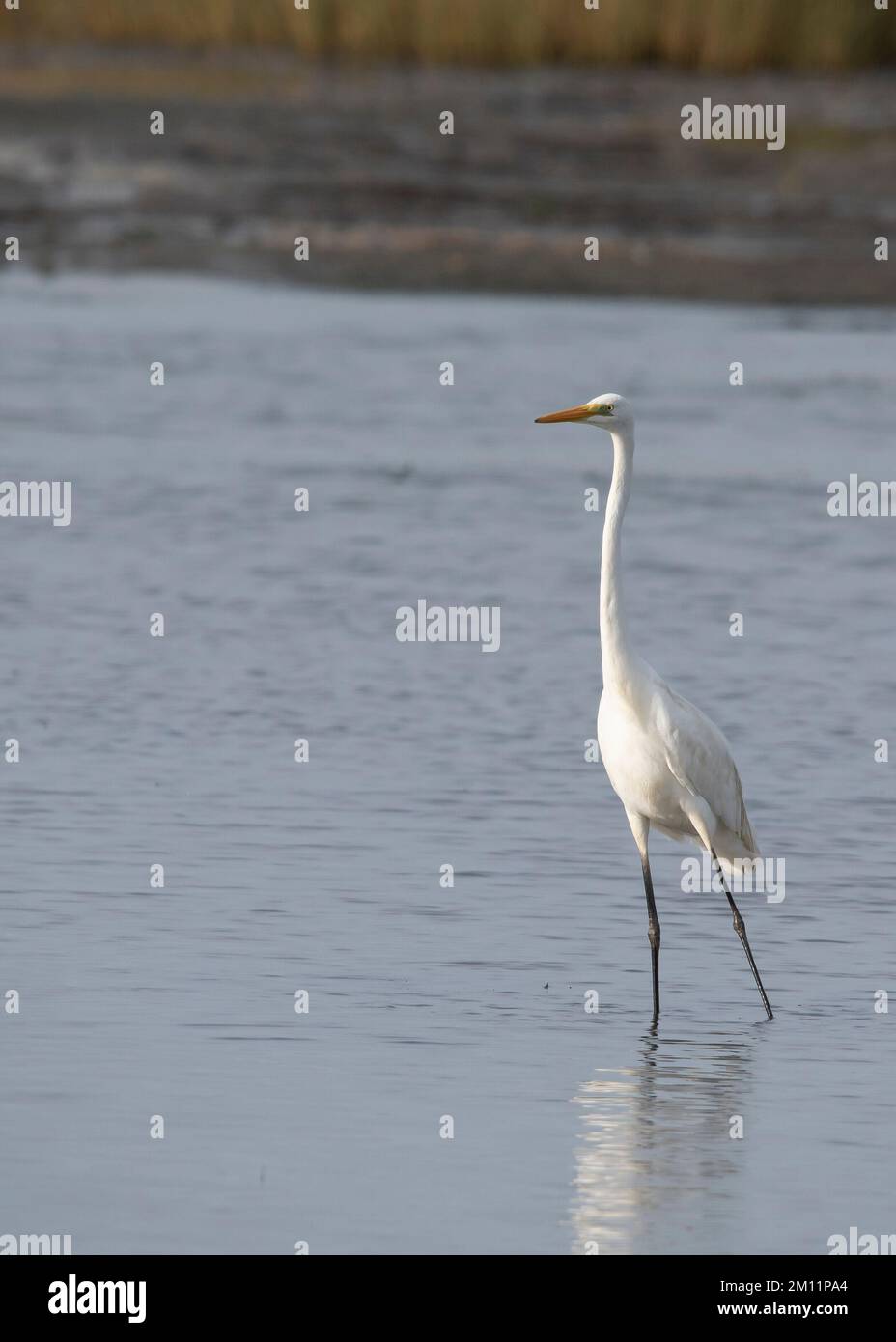 Grande Egret bianco che si erge nel Mare di Wadden con la bassa marea, Isola di Mandø, Jutland, Danimarca Foto Stock