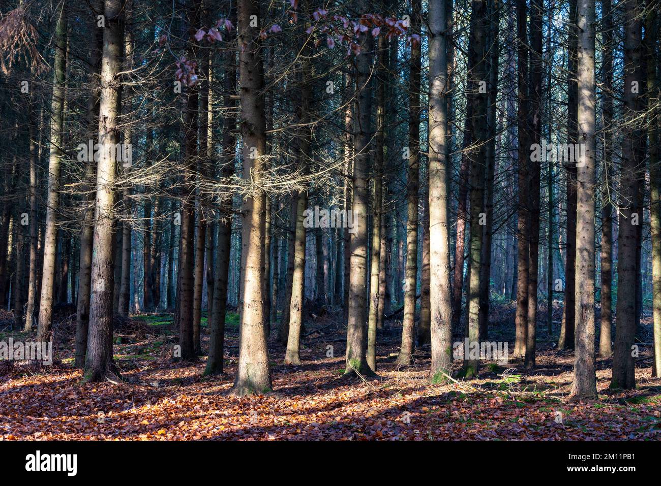 Coloratissime foglie d'autunno si trovano tra i tronchi di pini e di spruces, Drosedow, Meclemburgo-Pomerania occidentale, Germania Foto Stock