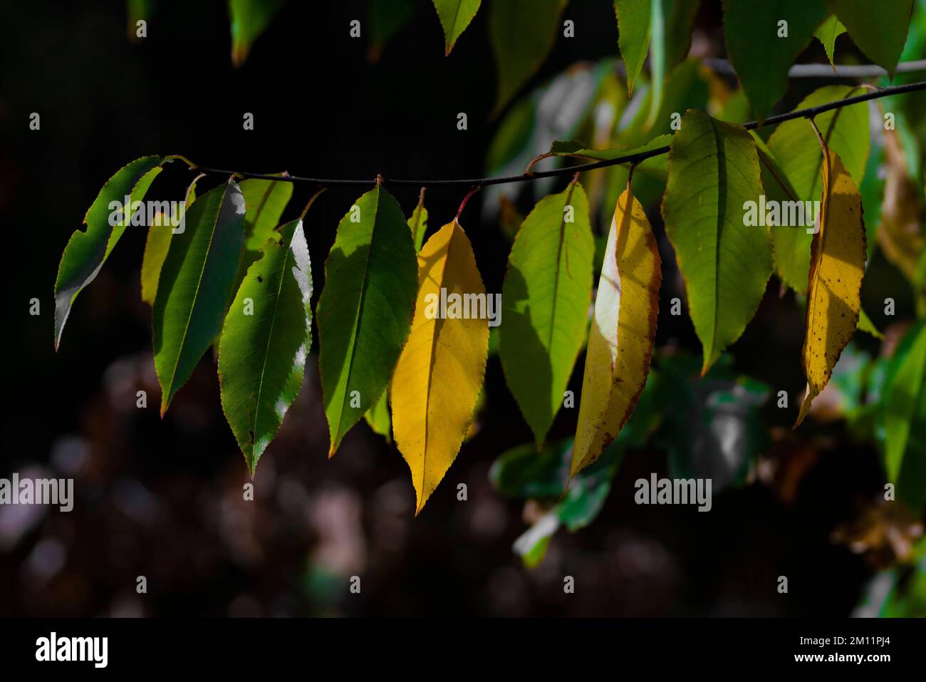 Alcune foglie giallastre in autunno su un albero deciduo, foglie allungate, profondità di campo bassa, bokeh sfocato Foto Stock