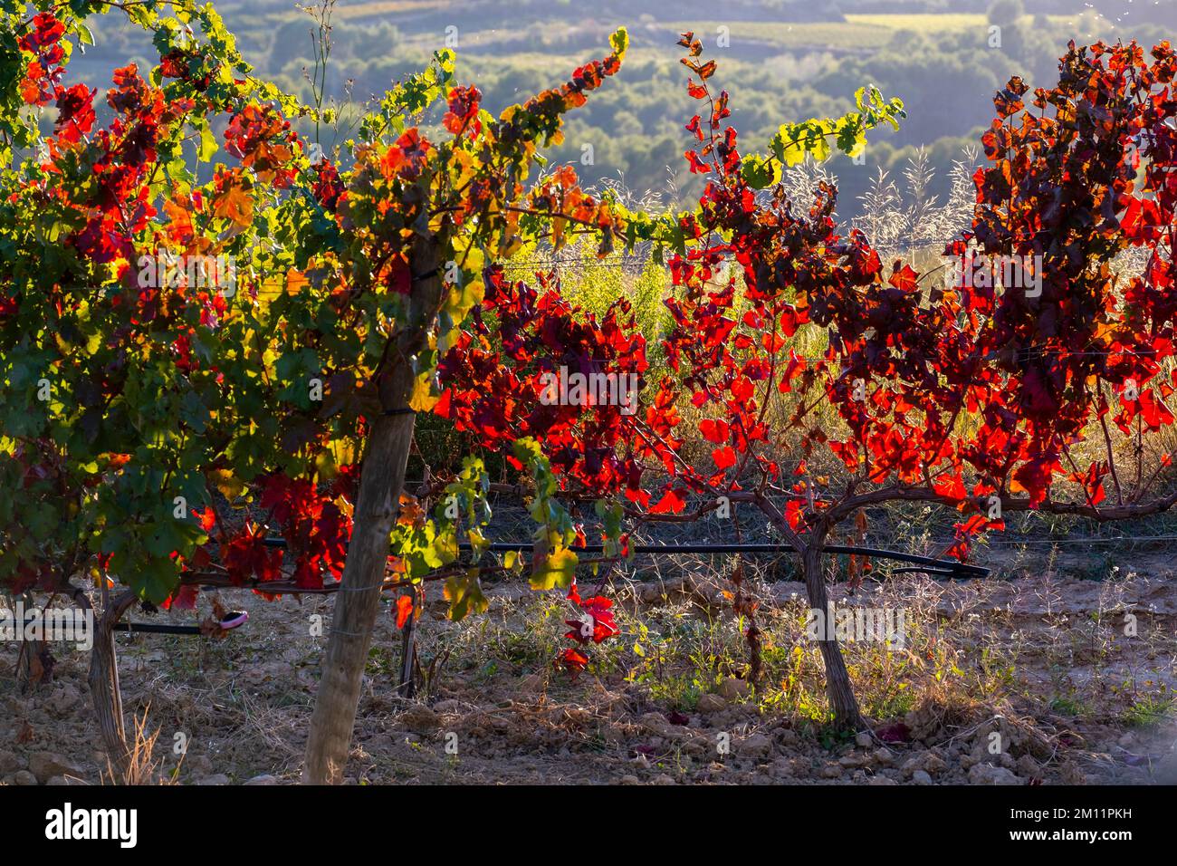 Vigneti con foglie rosse in autunno al tramonto nei campi di Subirats nella regione di Penedes a Barcellona Foto Stock