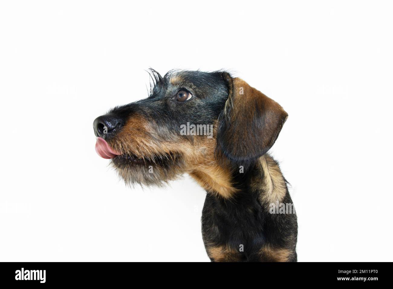 Profilo dachshund cane cucciolo leccando il naso con le labbra. Isolato su sfondo bianco Foto Stock