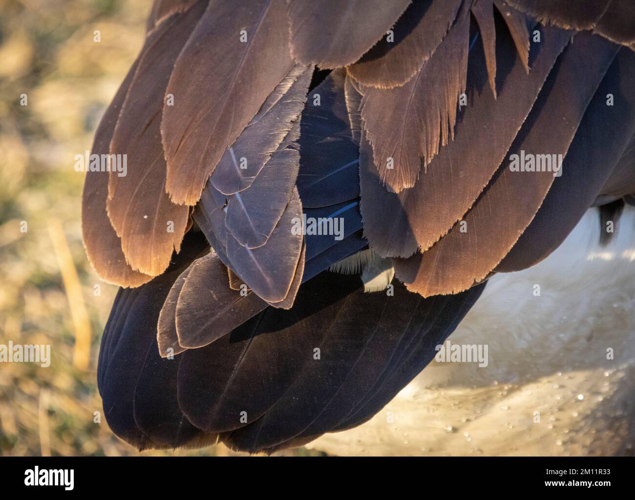 Particolare delle piume di Canada Goose, Belmar Park, Lakewood, Denver, Colorado, STATI UNITI Foto Stock