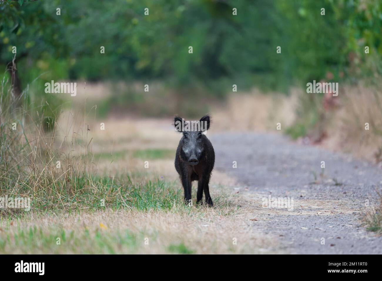 Cinghiale (Sus scrofa) accanto ad un sentiero, scrofa, estate, Assia, Germania, Europa Foto Stock