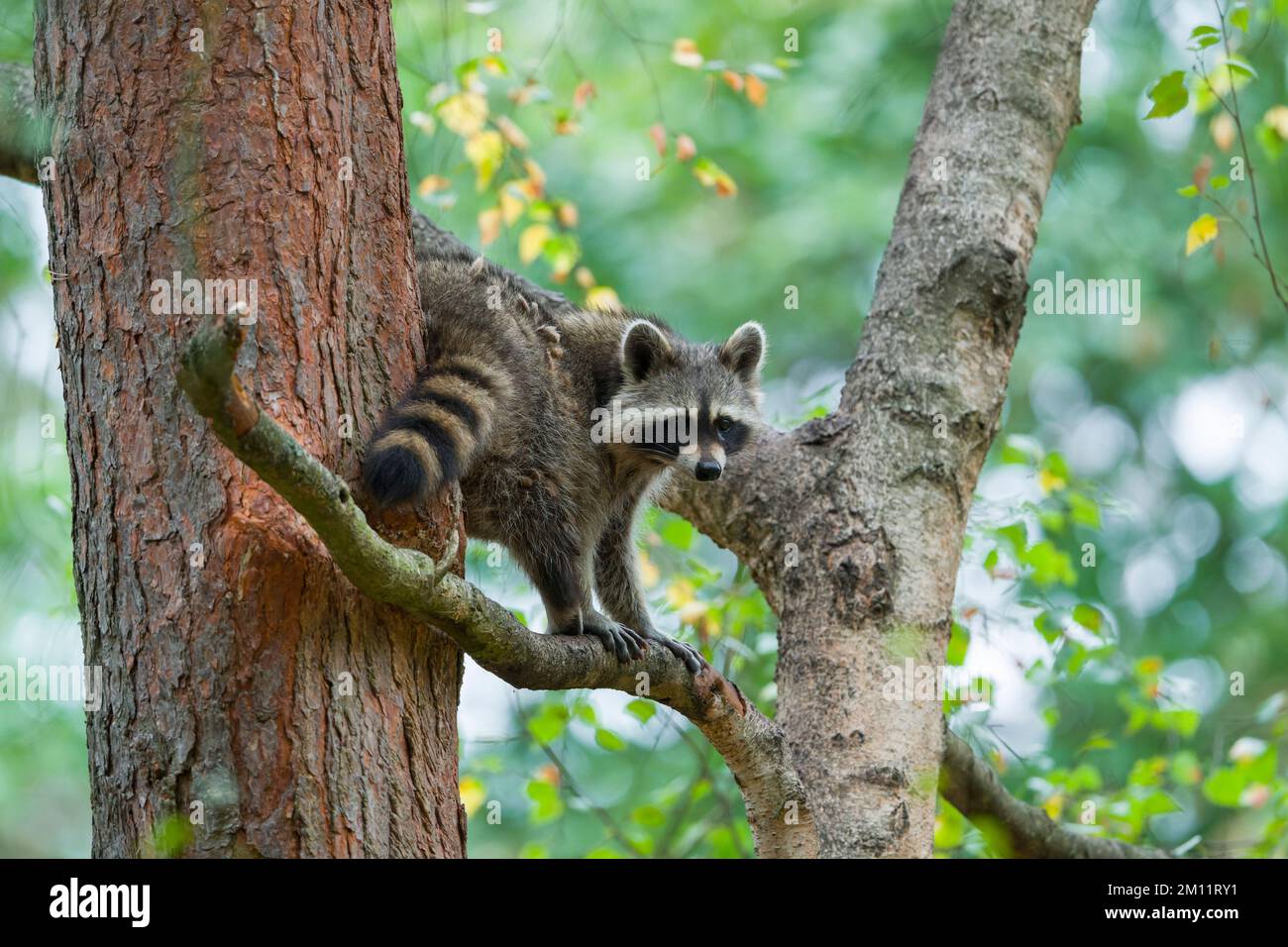 Raccoon (Procyon lotor) su un albero, estate, Assia, Germania, Germania Foto Stock