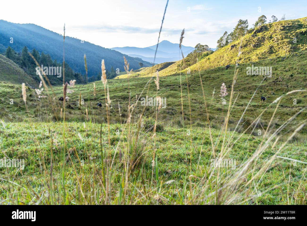 America del Sud, Colombia, Departamento Antioquia, Ande colombiane, Urrao, ramo del Sol, vista sul paesaggio delle Ande a Cerro San José sullo sfondo Foto Stock