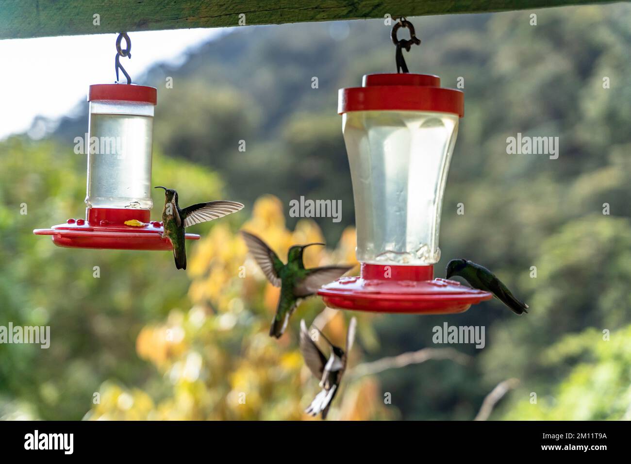Sud America, Colombia, Dipartimento di Antioquia, Ande colombiane, Urrao, Colibrì al ramo del Sol Foto Stock