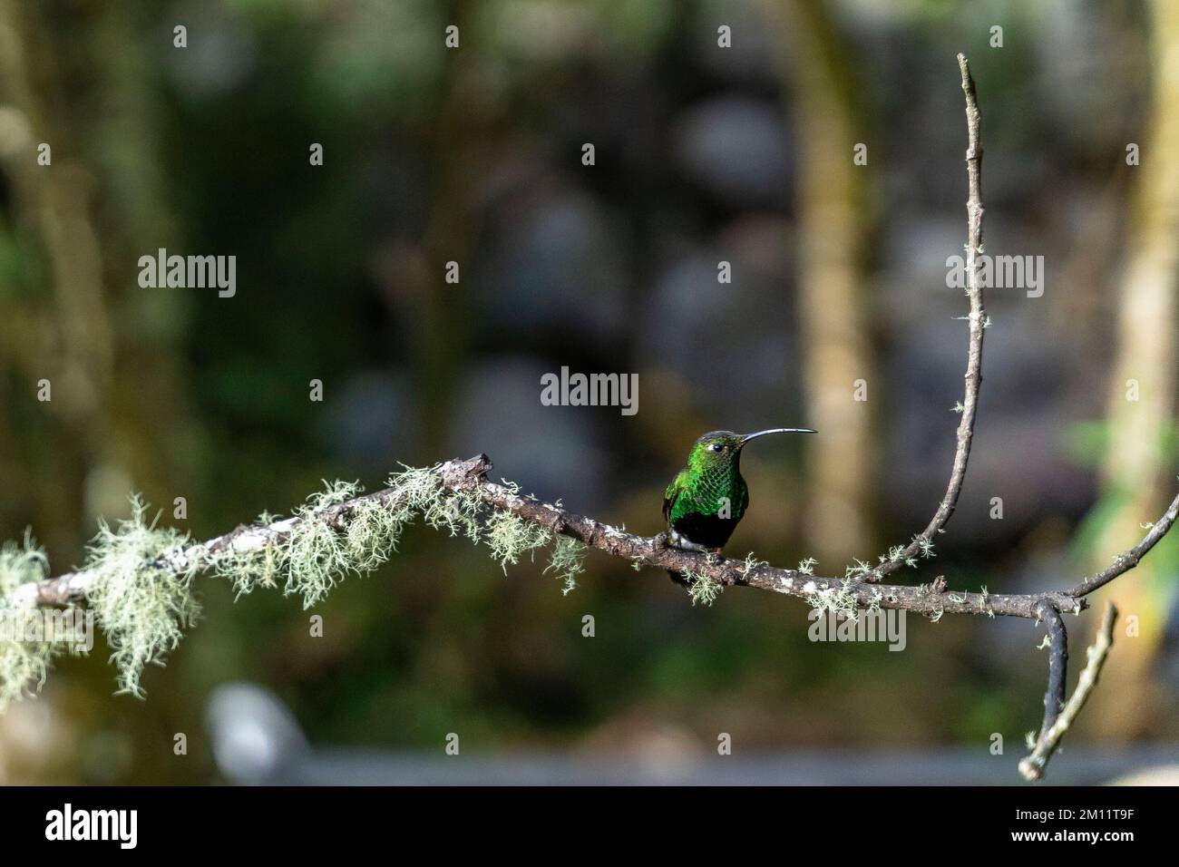 Sud America, Colombia, Dipartimento di Antioquia, Ande colombiane, Urrao, Colibrì al ramo del Sol Foto Stock
