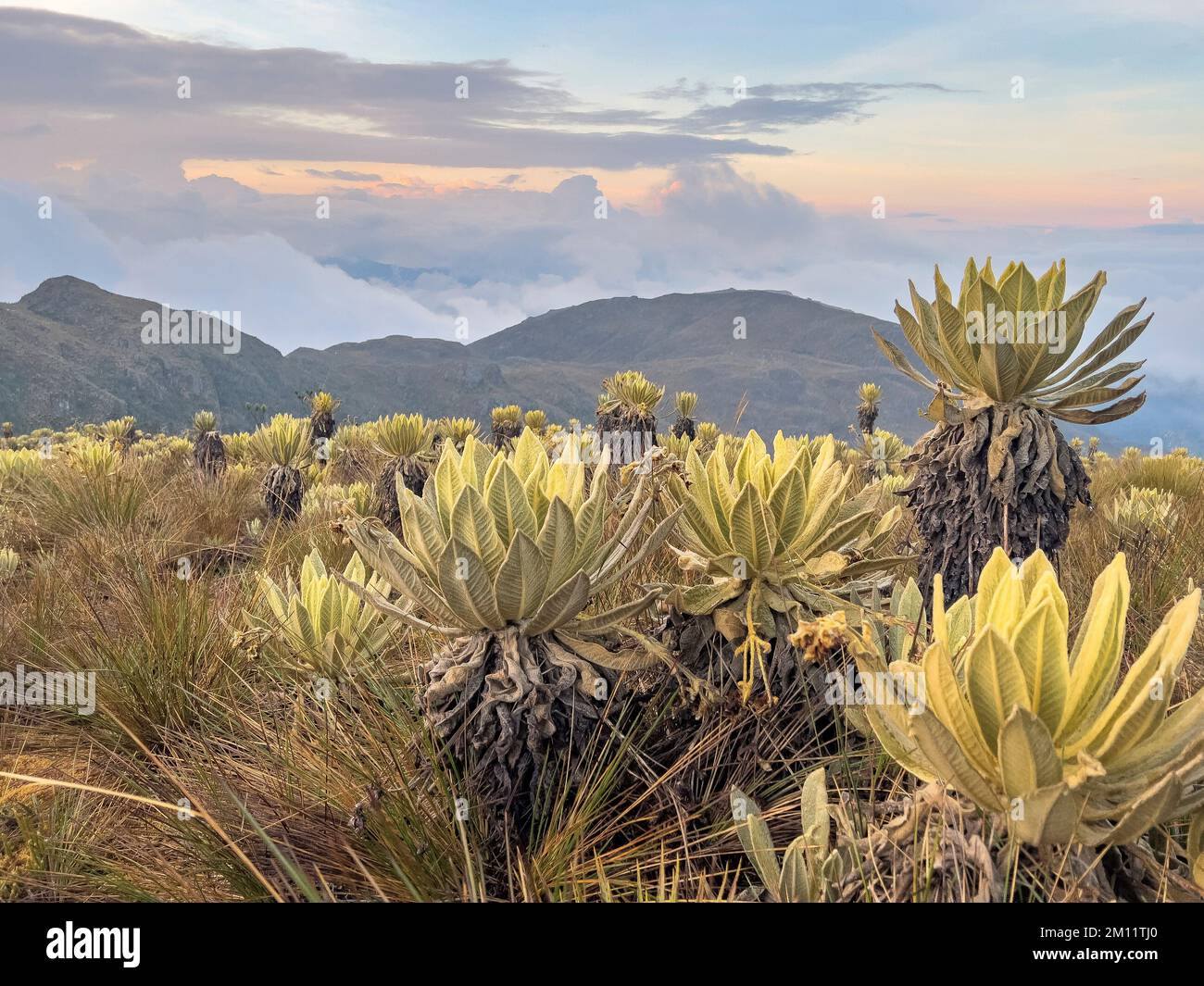 Sud America, Colombia, Dipartimento di Antioquia, Ande colombiane, Urrao, Tramonto al ramo del Sol Foto Stock