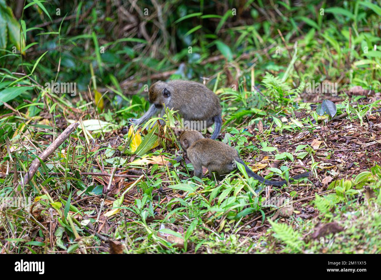 Animali selvatici, scimmie vicino al lago sacro di Grand Bassin a Mauritius Foto Stock