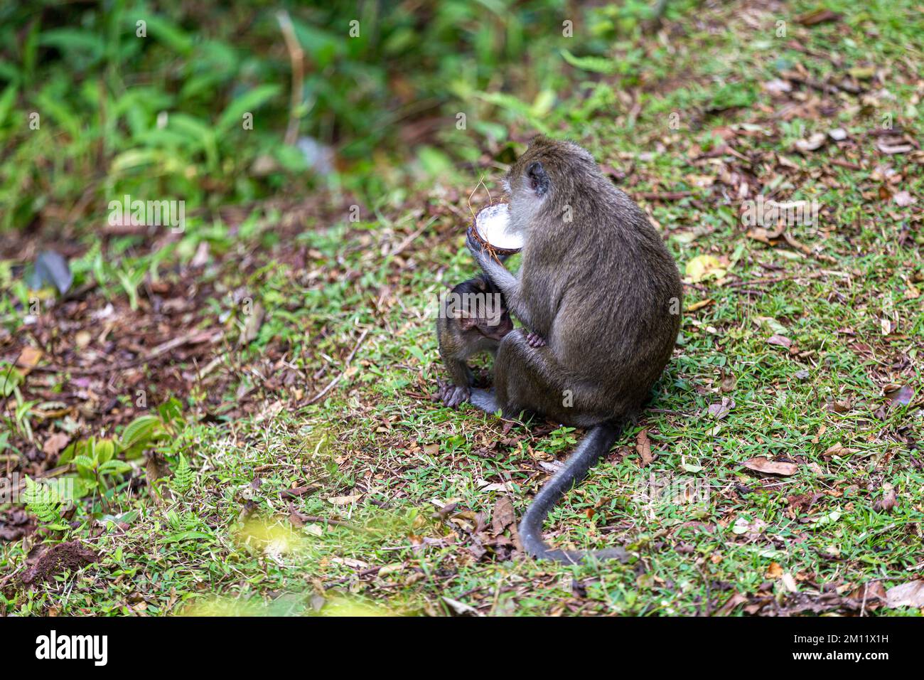 Animali selvatici, scimmie vicino al lago sacro di Grand Bassin a Mauritius Foto Stock