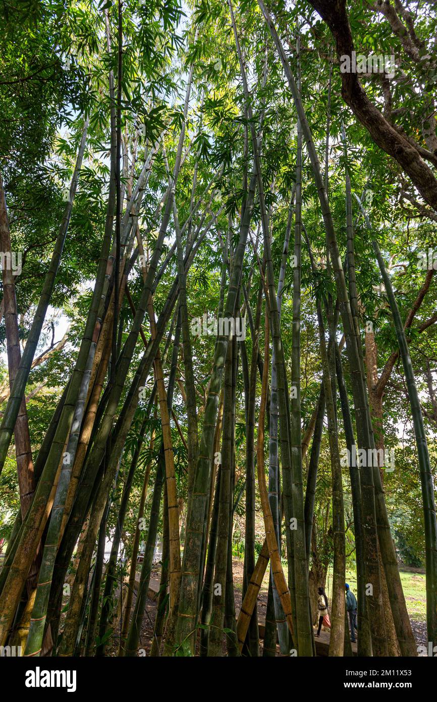 Gli alberi al giardino botanico di Sir Seewoosagur Ramgoolam, isola di Mauritius, Africa Foto Stock