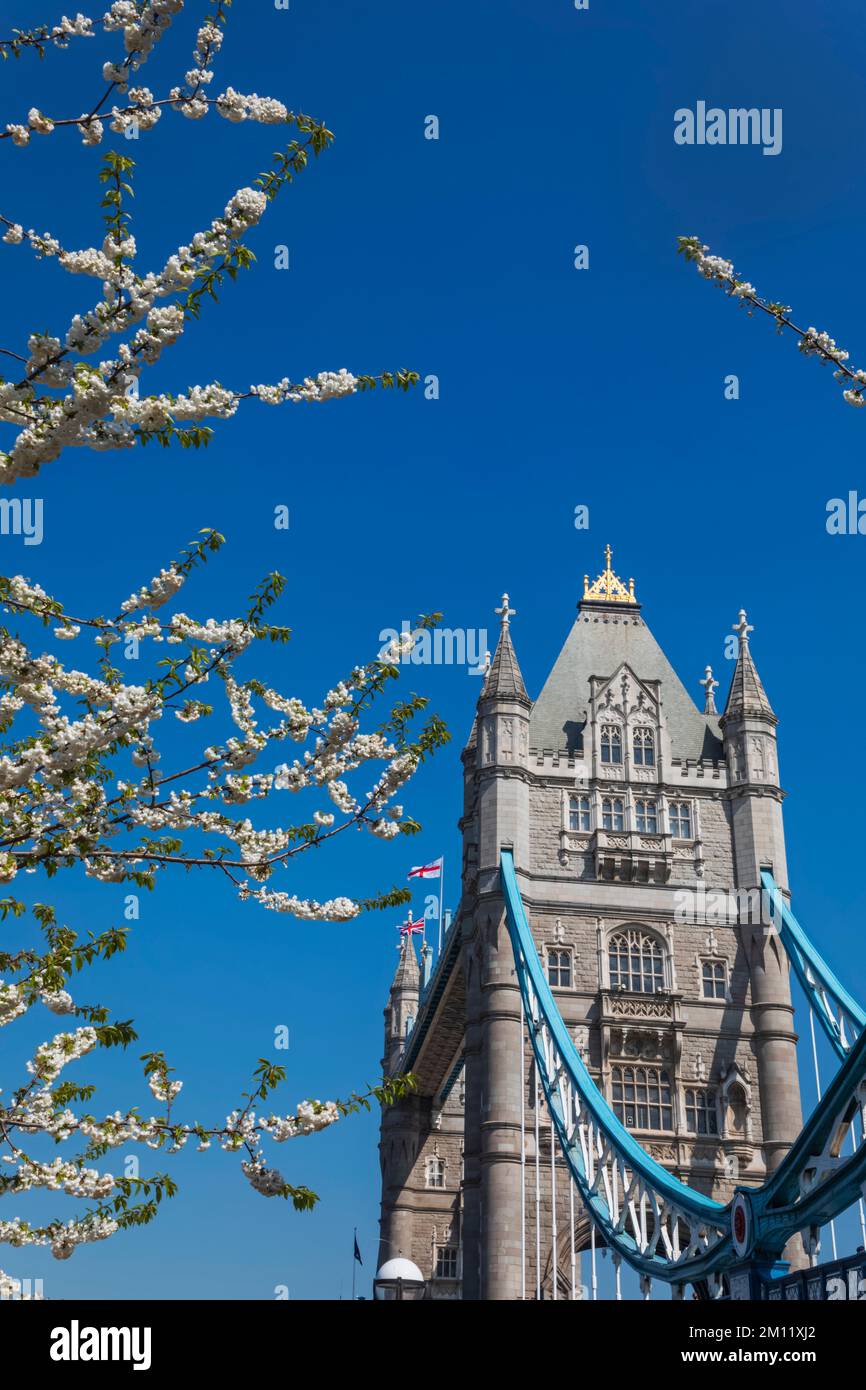 Tower Bridge con Spring Blossom, Londra, Inghilterra Foto Stock