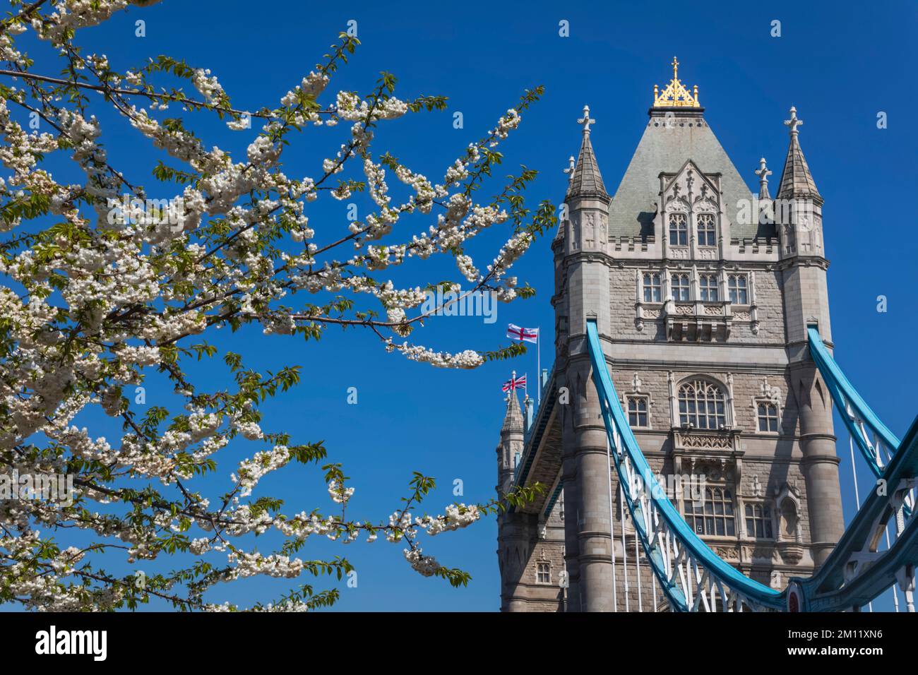 Tower Bridge con Spring Blossom, Londra, Inghilterra Foto Stock