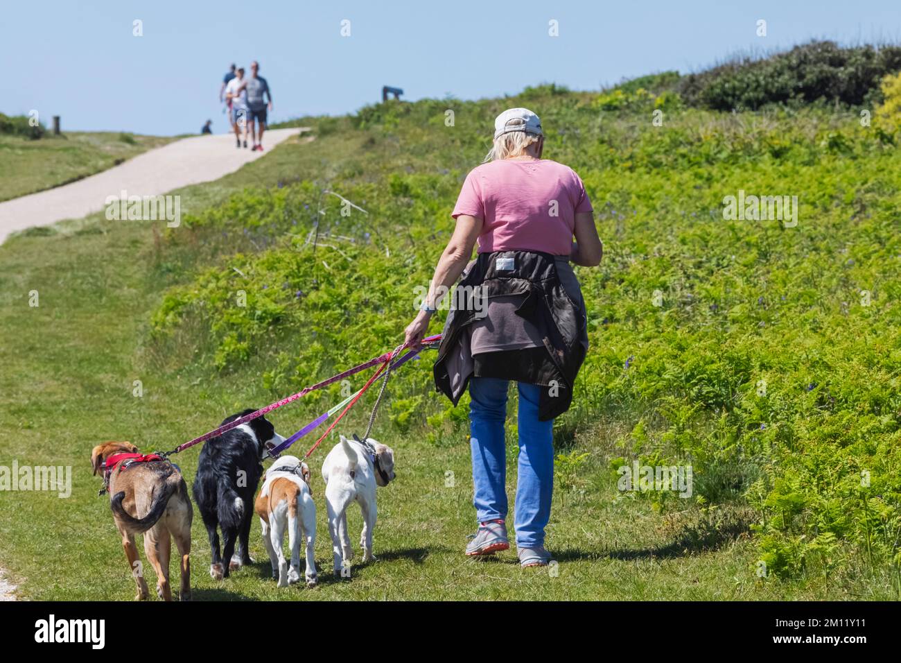 Inghilterra, Dorset, Christchurch, Hengistbury Head, Lady Walking Dogs Foto Stock