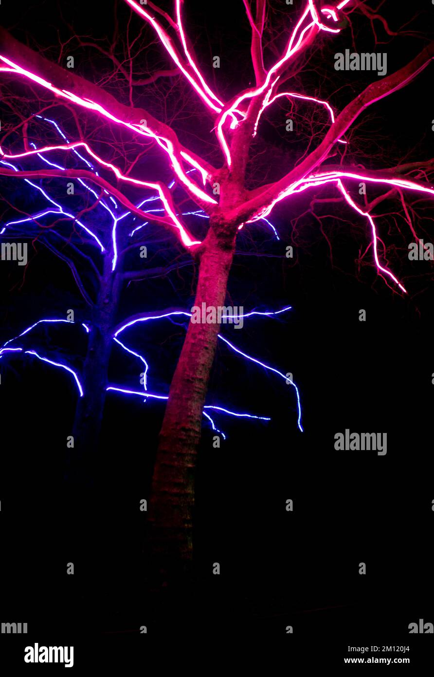 Rami di alberi illuminati sul sentiero delle luci di Natale e d'inverno di Blenheim. Foto Stock