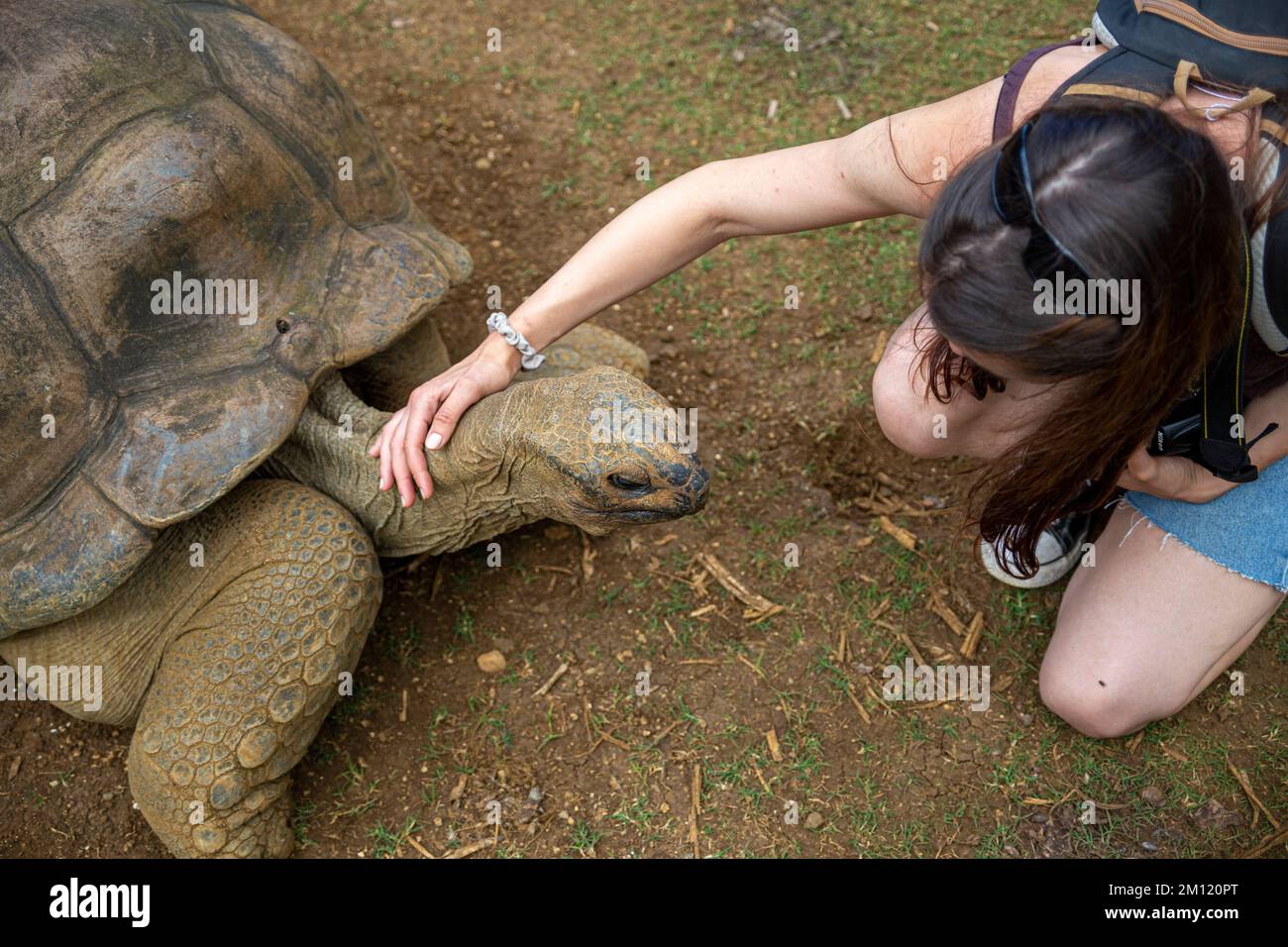 Una giovane donna e una tartaruga gigante nel Parco Naturale la Vanille, Isola Mauritius, Africa Foto Stock