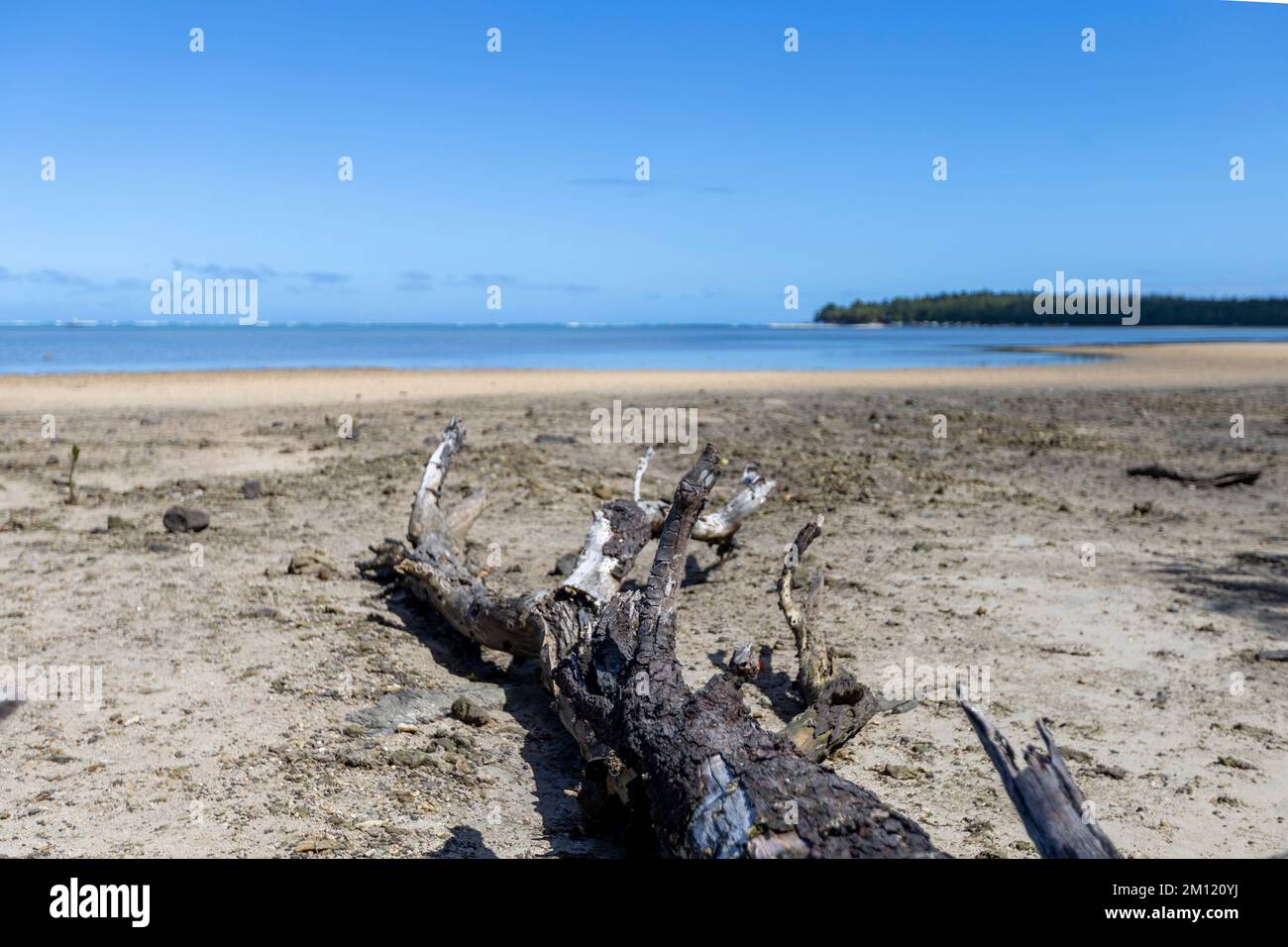Un vecchio albero sulla spiaggia della Laguna Morne e alcuni aquiloni surfisti sul retro dell'Isola Mauritius, Africa Foto Stock