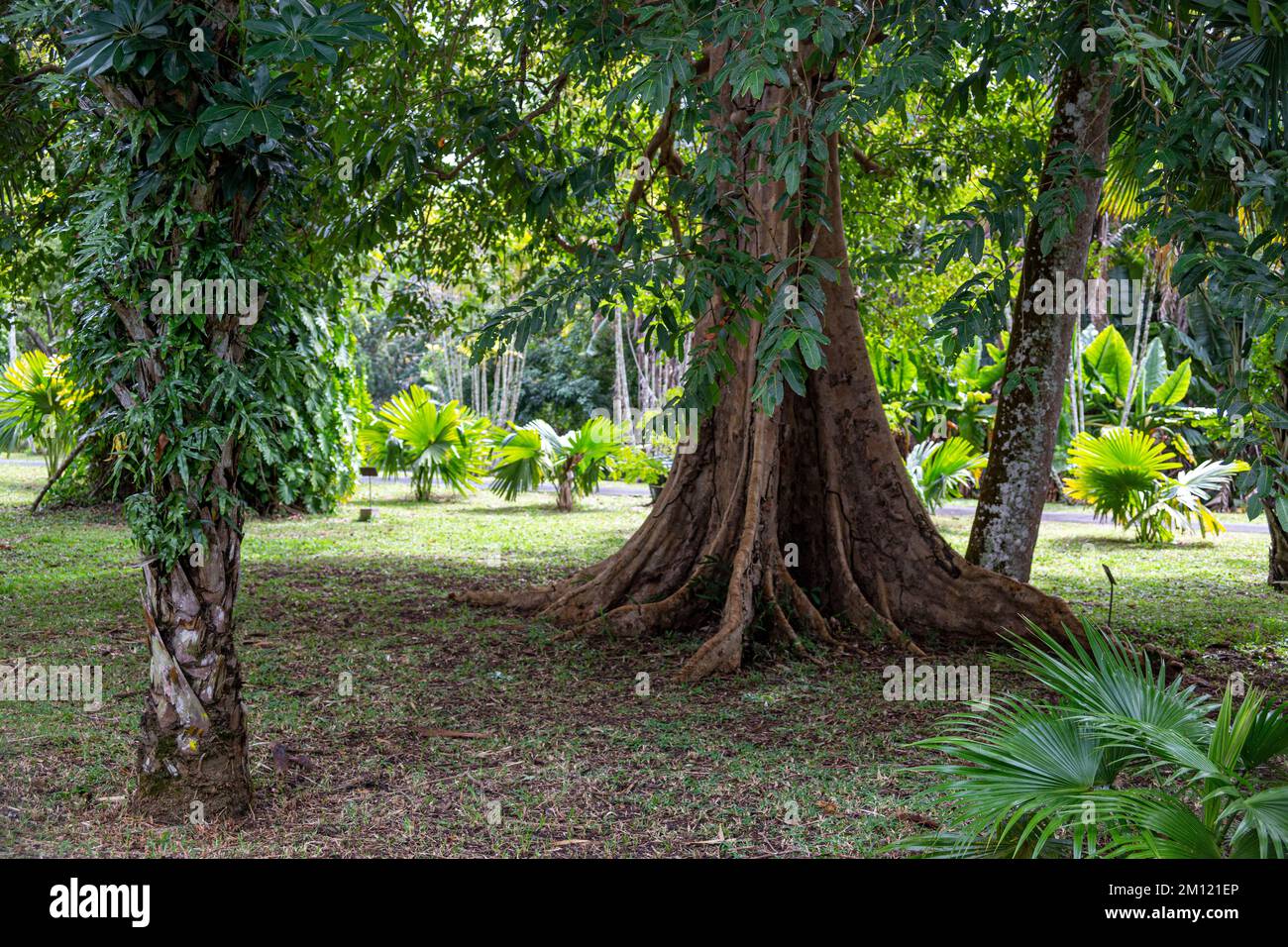 Alcuni alberi a Sir Seewoosagur Ramgoolam Botanical Garden, isola Mauritius, Africa Foto Stock