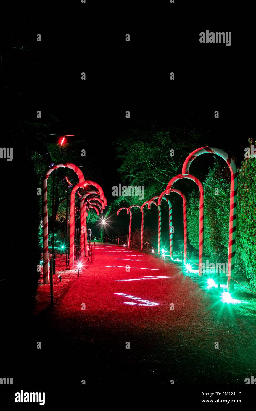 Viale illuminato di canna da zucchero a Blenheim Natale e luci invernali sentiero. Foto Stock