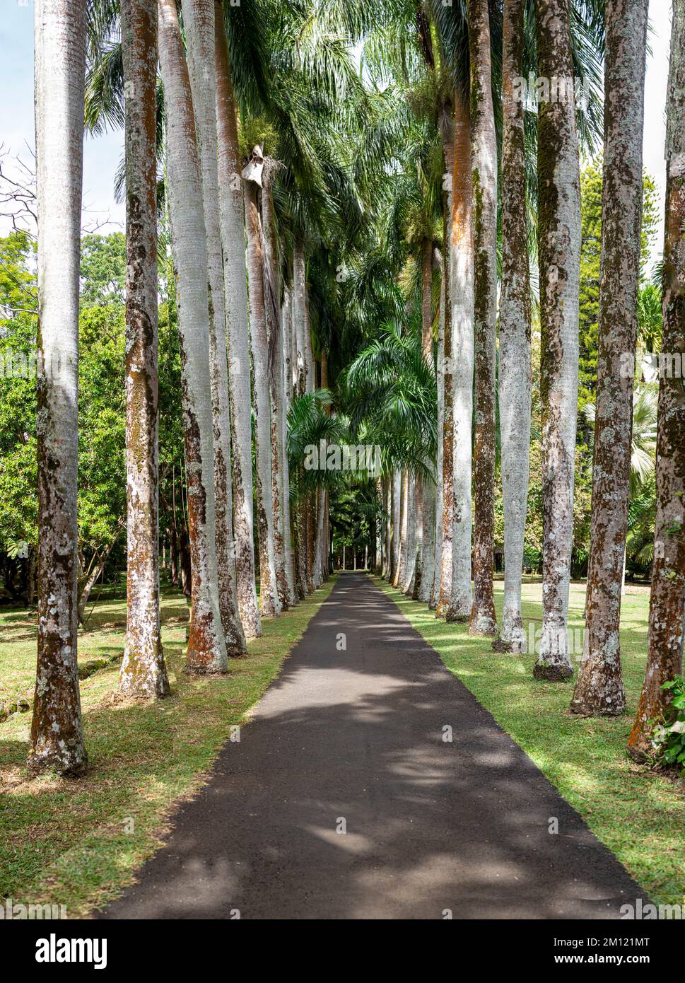 Gli alberi al giardino botanico di Sir Seewoosagur Ramgoolam, isola di Mauritius, Africa Foto Stock