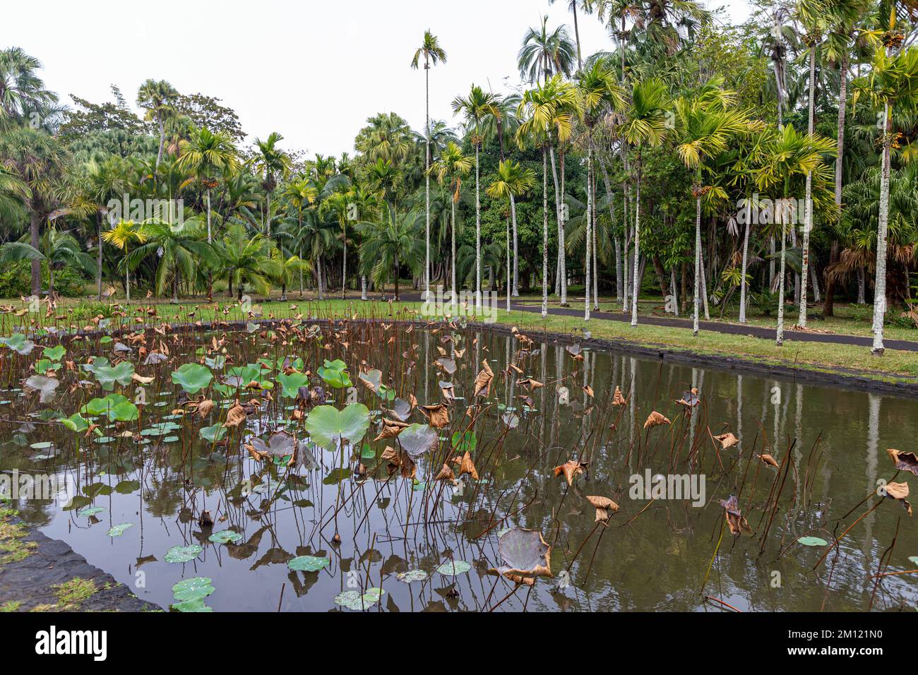 Sir Seewoosagur Ramgoolam Botanical Garden, stagno con Victoria Amazonica giganti acqua giganti Lilies, isola di Mauritius, Africa Foto Stock