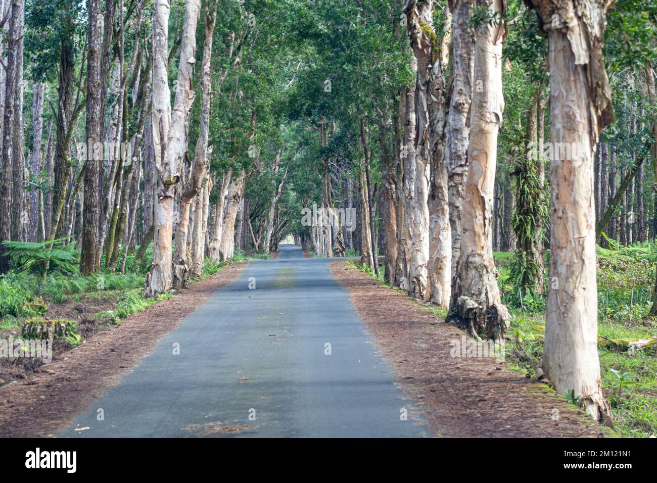 Alberi all'entrata delle cascate di Alexandra, isola di Mauritius, Africa Foto Stock
