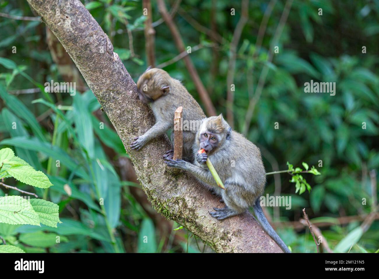 Animali selvatici, scimmie vicino al lago sacro di Grand Bassin a Mauritius Foto Stock