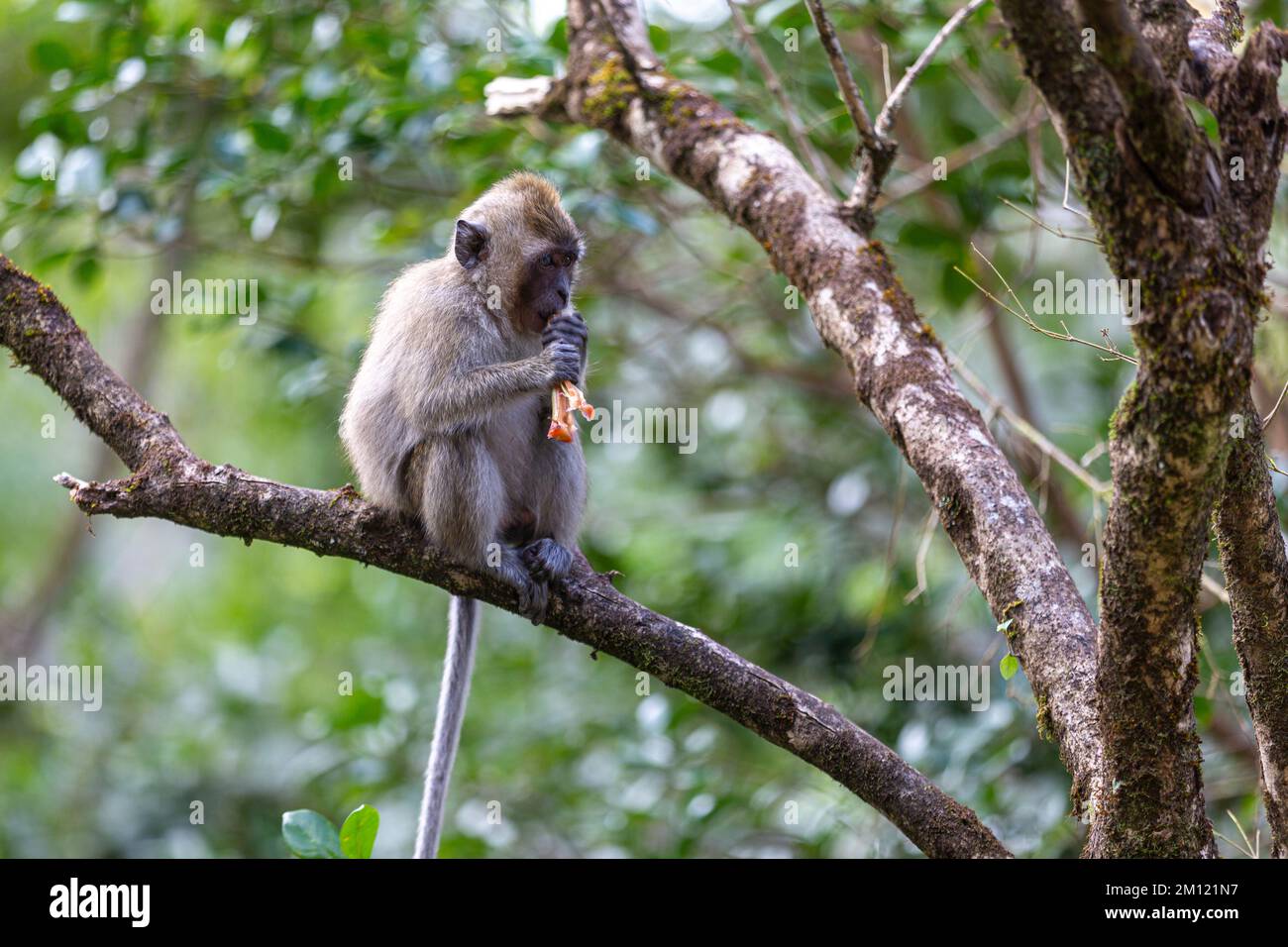 Animali selvatici, scimmie vicino al lago sacro di Grand Bassin a Mauritius Foto Stock