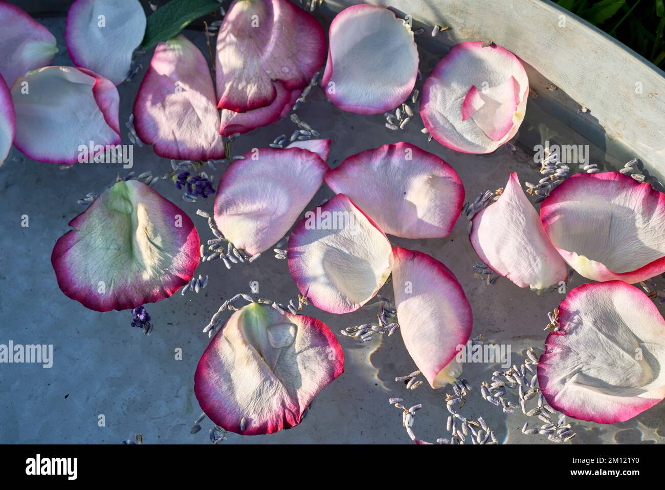 Camminare a piedi nudi - petali per un pediluvio naturale in una vasca di zinco Foto Stock