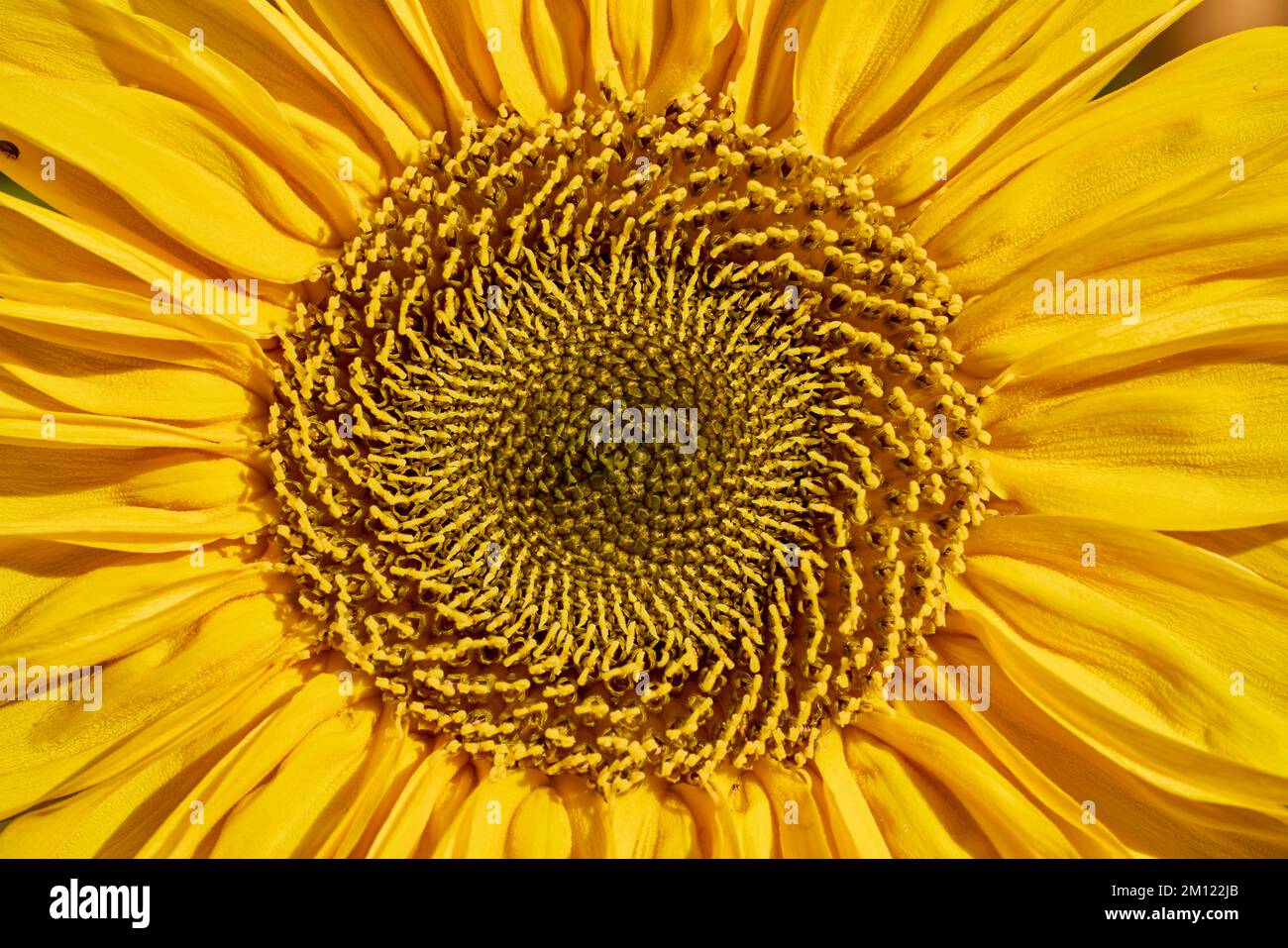 Girasole, fiore, dettaglio Foto Stock