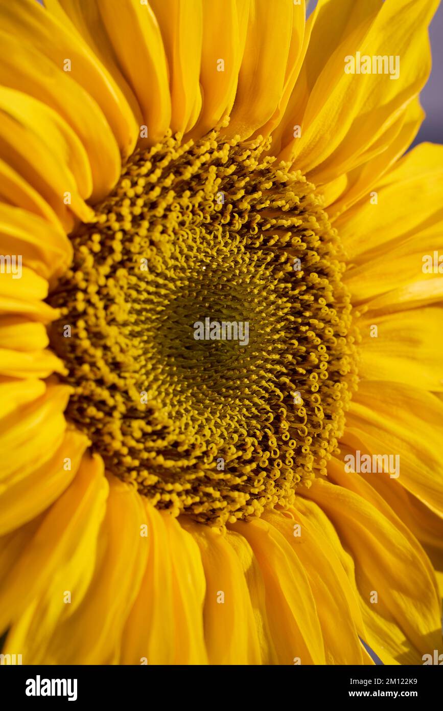 Girasole, fiore, dettaglio Foto Stock