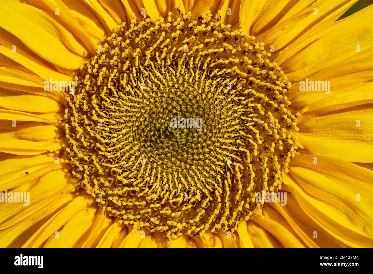 Girasole, fiore, dettaglio Foto Stock