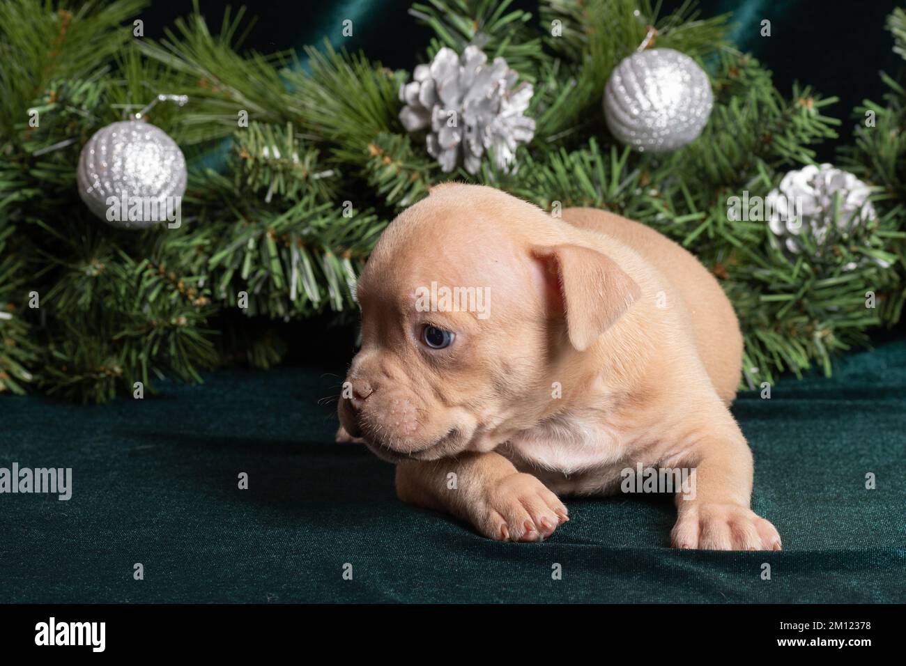 Piccolo cucciolo di bully americano carino inquisitivo che si trova accanto ai rami dell'albero di natale. Natale e Capodanno per gli animali domestici. Vacanze e regali per animali domestici Foto Stock