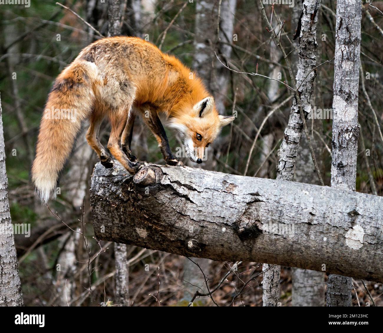 Volpe rossa in piedi su un tronco con uno sfondo di foresta sfocato che mostra la coda di volpe, pelliccia, nel suo ambiente e habitat. Immagine Fox. Immagine. Verticale. Foto. Foto Stock