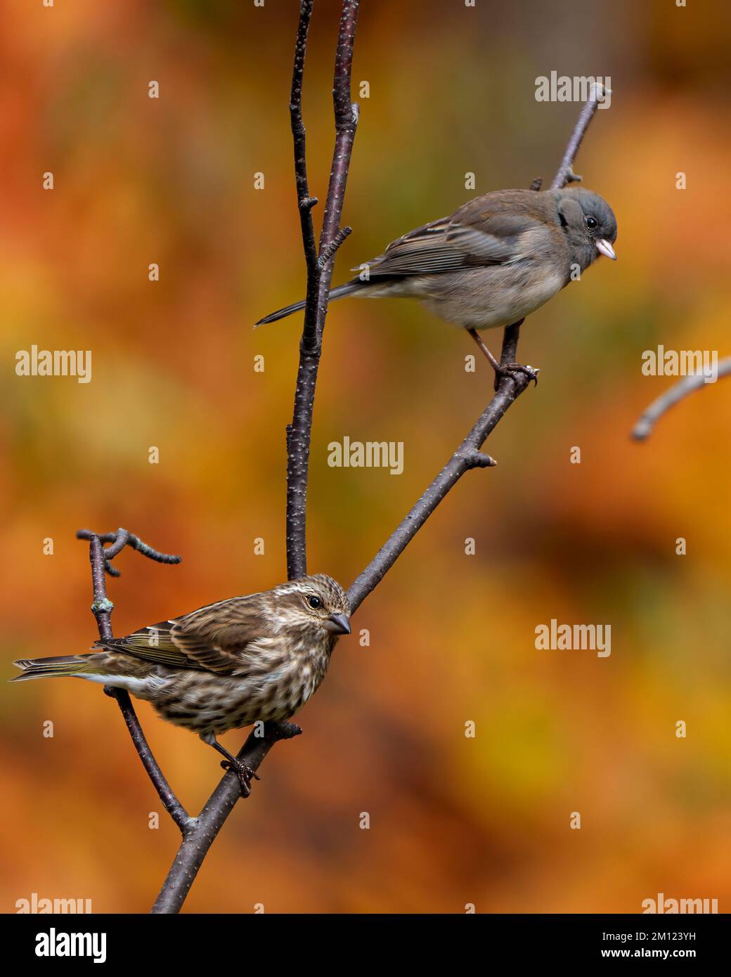 Sparrow e Junco uccelli arroccato su un ramo di ramoscello con sfondo arancione sfocato nel loro ambiente e habitat circostante. Profilo vista laterale. Foto Stock