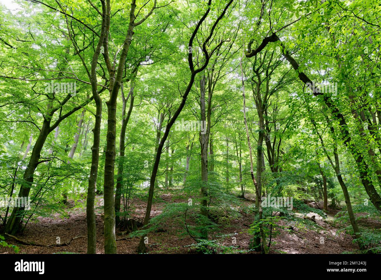 Europa, Germania, Renania-Palatinato, Hümmel, foresta, alberi, natura Foto Stock