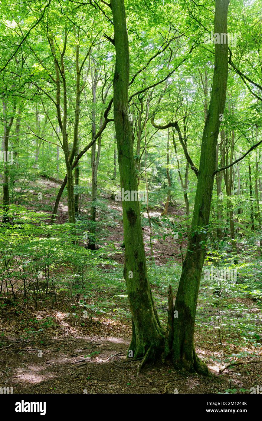 Europa, Germania, Renania-Palatinato, Hümmel, foresta, alberi, natura Foto Stock