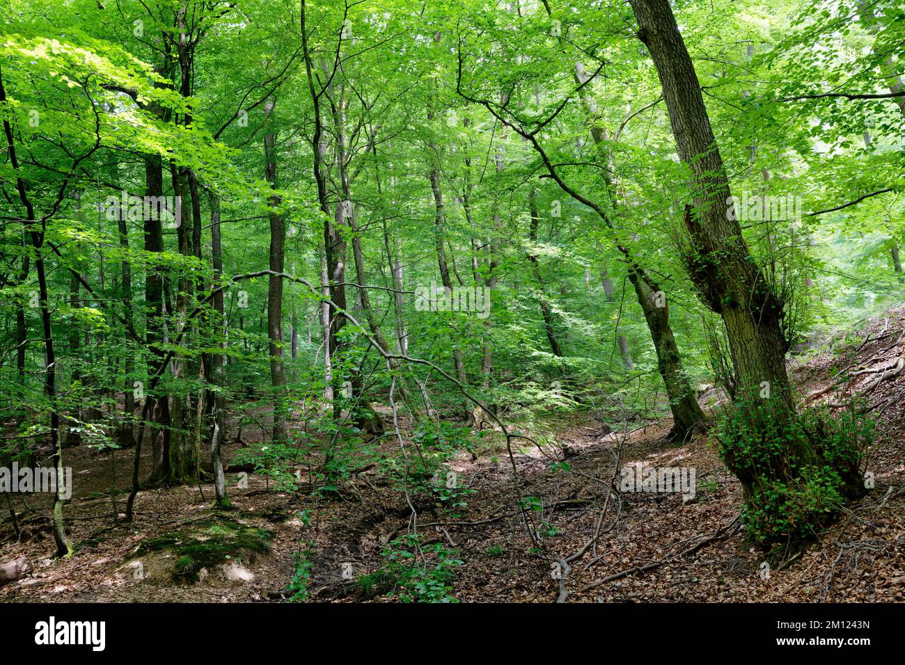 Europa, Germania, Renania-Palatinato, Hümmel, foresta, alberi, natura Foto Stock