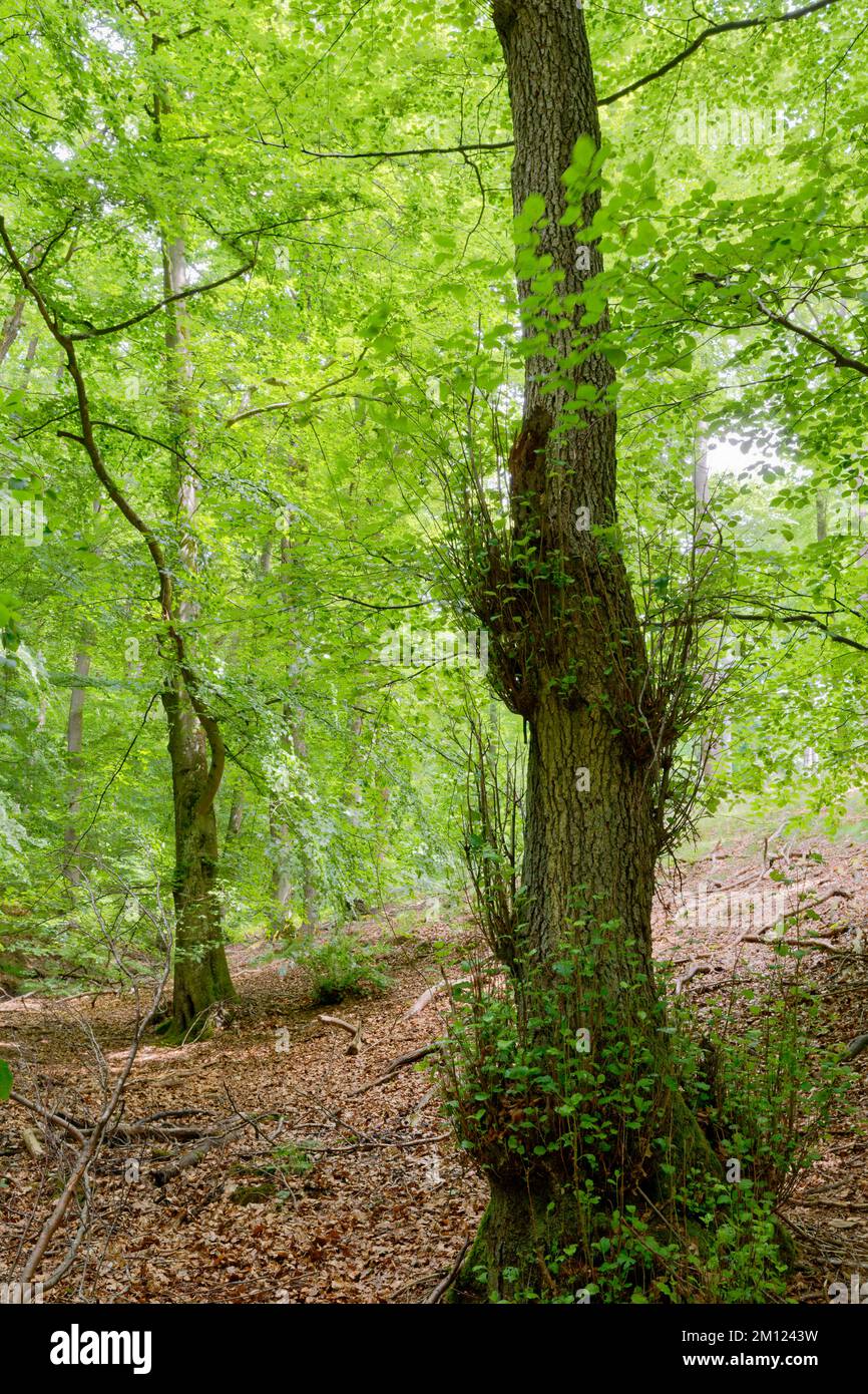 Europa, Germania, Renania-Palatinato, Hümmel, foresta, alberi, natura Foto Stock