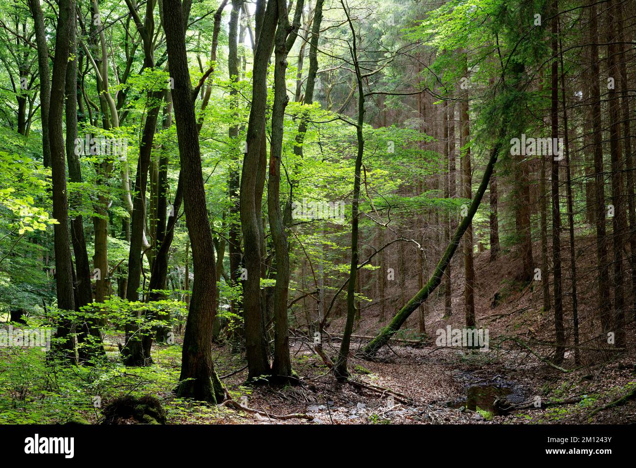 Europa, Germania, Renania-Palatinato, Hümmel, foresta, alberi, natura Foto Stock