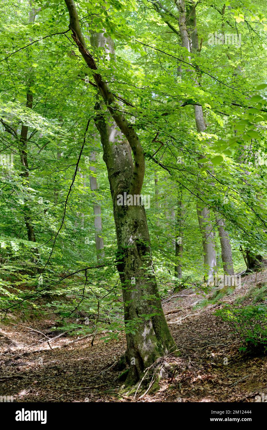 Europa, Germania, Renania-Palatinato, Hümmel, foresta, alberi, natura Foto Stock