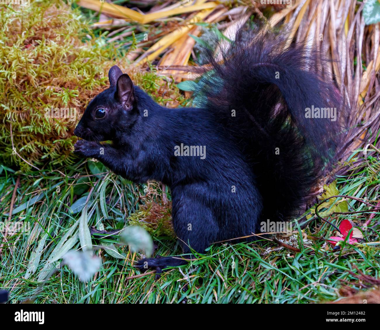 Black Squirrel primo piano profilo vista laterale in piedi su fogliame e muschio mangiare con sfondo che mostra la sua pelliccia nera, zampe, coda bushy, nella sua abitudine Foto Stock