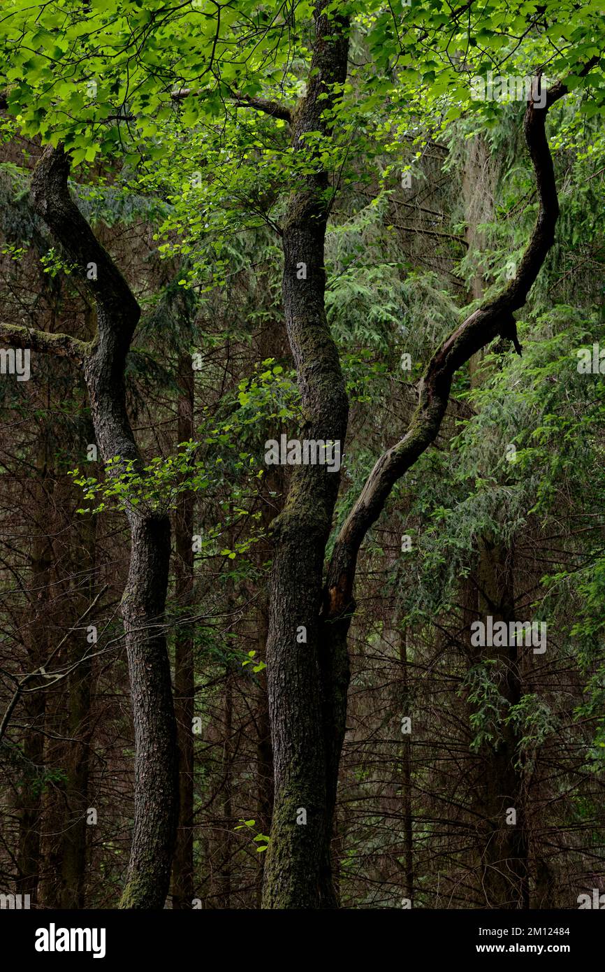Europa, Germania, Renania-Palatinato, Hümmel, foresta, alberi, natura Foto Stock