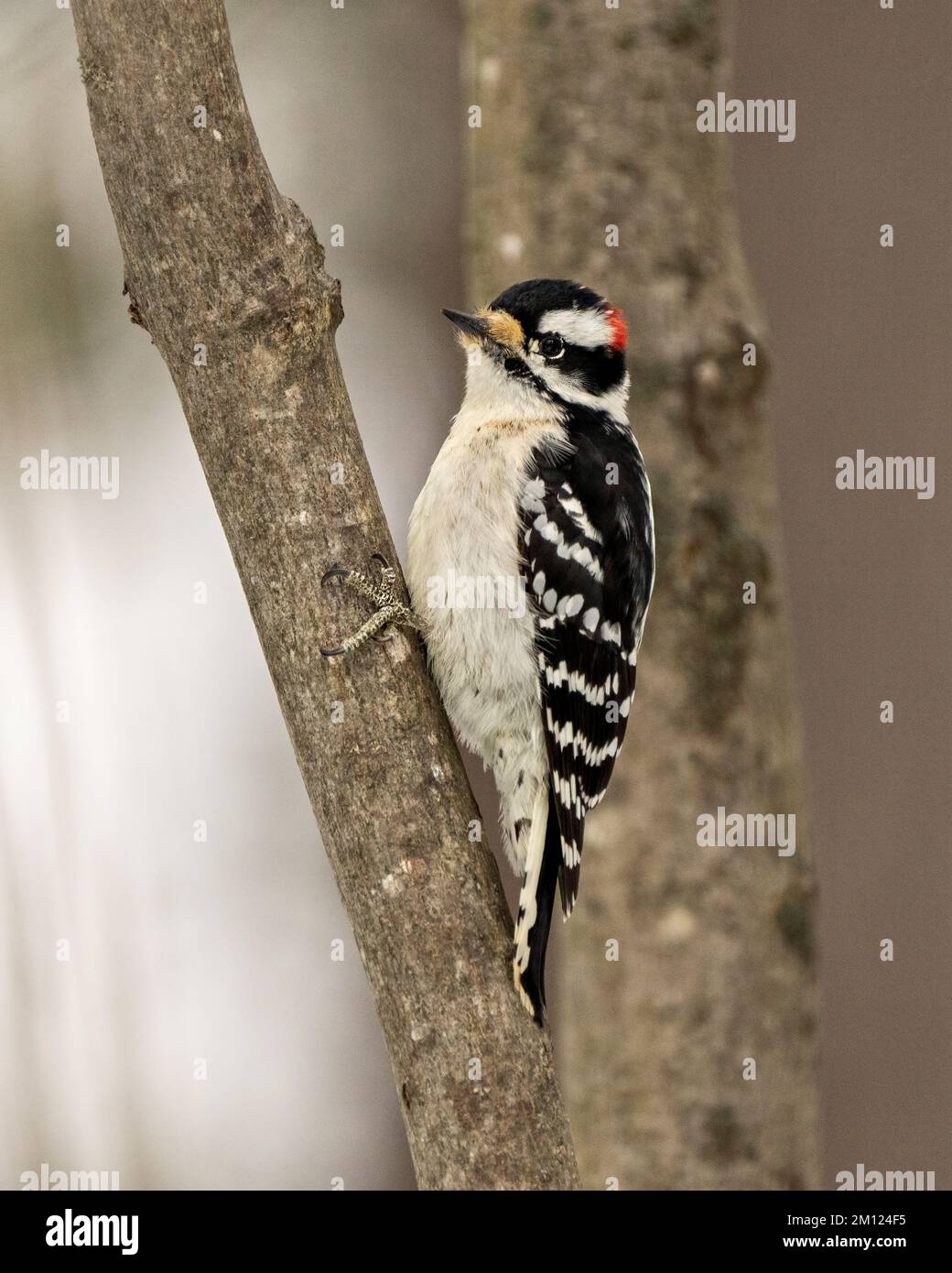 Woodpecker maschio su un tronco d'albero con uno sfondo sfocato nel suo ambiente e habitat circostante che mostra le ali piumaggio bianco e nero piume. Foto Stock