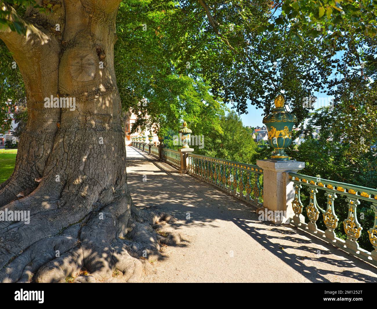 Europa, Germania, Assia, Contea di Limburg-Weilburg, città di Weilburg, Valle di Lahn, castello di Weilburg, giardino del castello, faggi di rame (Fagus sylvatica Atropicea) nel giardino superiore del castello Foto Stock