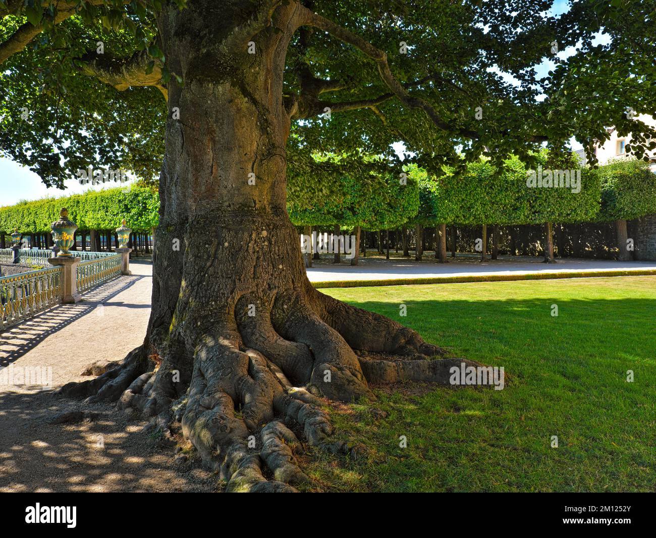 Europa, Germania, Assia, Contea di Limburg-Weilburg, città di Weilburg, Valle di Lahn, castello di Weilburg, giardino del castello, faggi di rame (Fagus sylvatica Atropicea) nel giardino superiore del castello Foto Stock