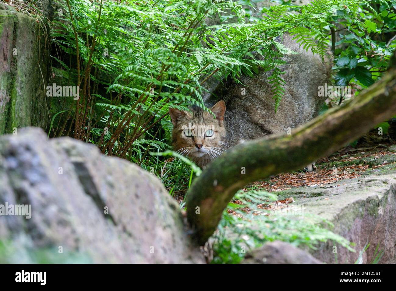 Wildcat, Felis silvestris Foto Stock