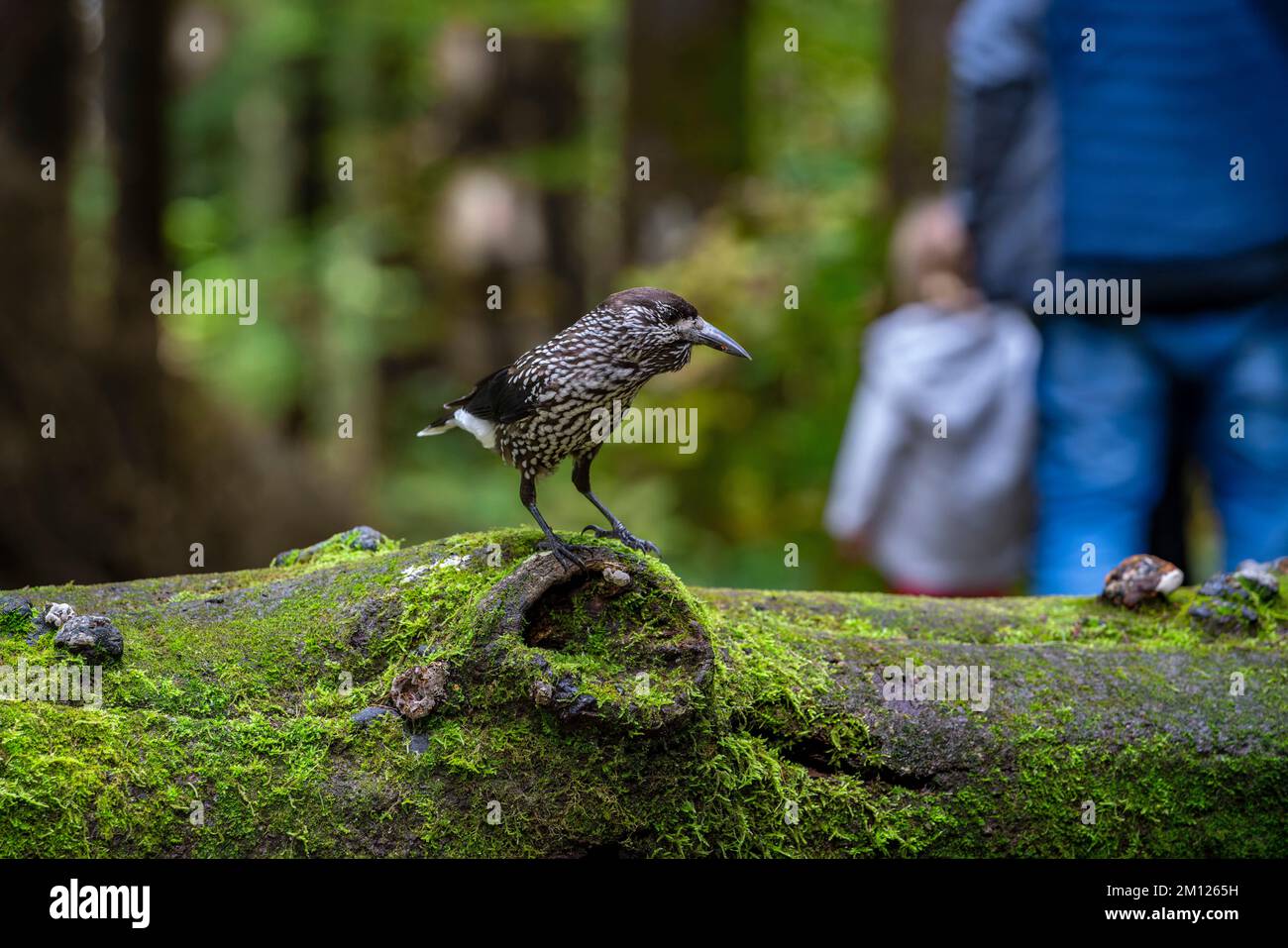 Nutcracker, cariocatattes di Nucifraga Foto Stock
