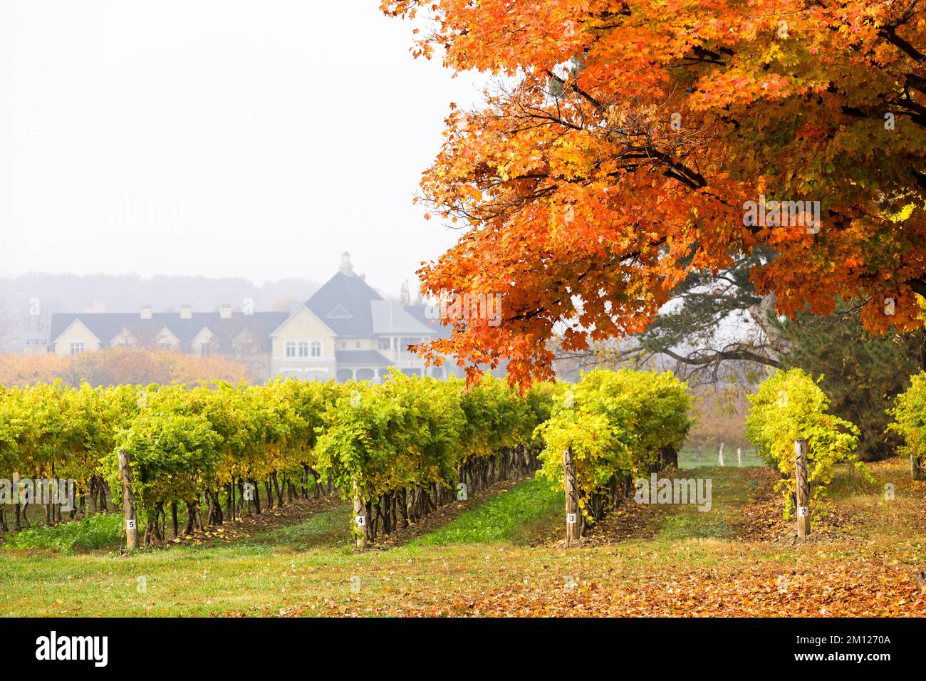 Canada, Ontario, Niagara on the Lake, vigneti in autunno con la Peller Estates Winery sul retro Foto Stock