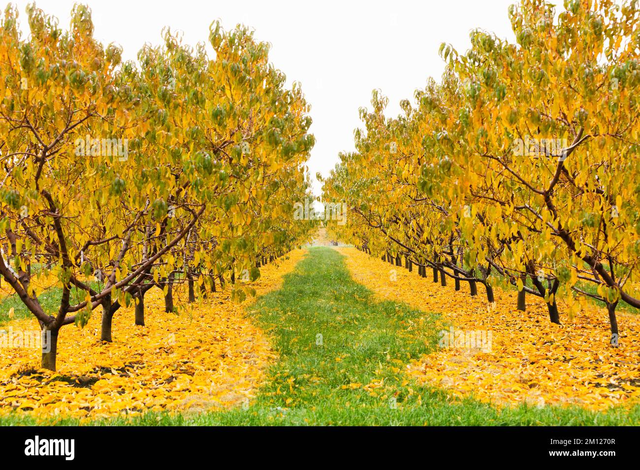 Canada, Ontario, Niagara on the Lake, frutteti di pesche in autunno mostrano i colori autunnali Foto Stock